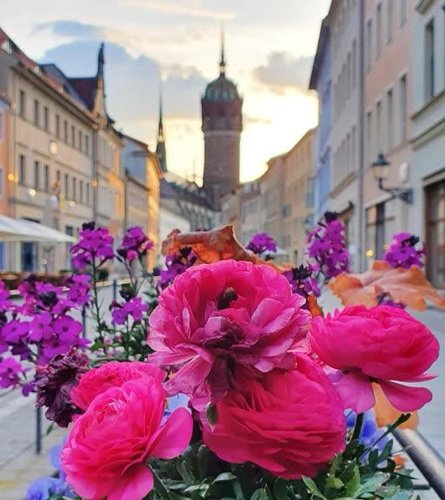 Frühlingsblumen in der Innenstadt im Schlosskirche