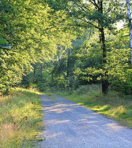 Waldweg auf dem Wanderweg Heidekammweg